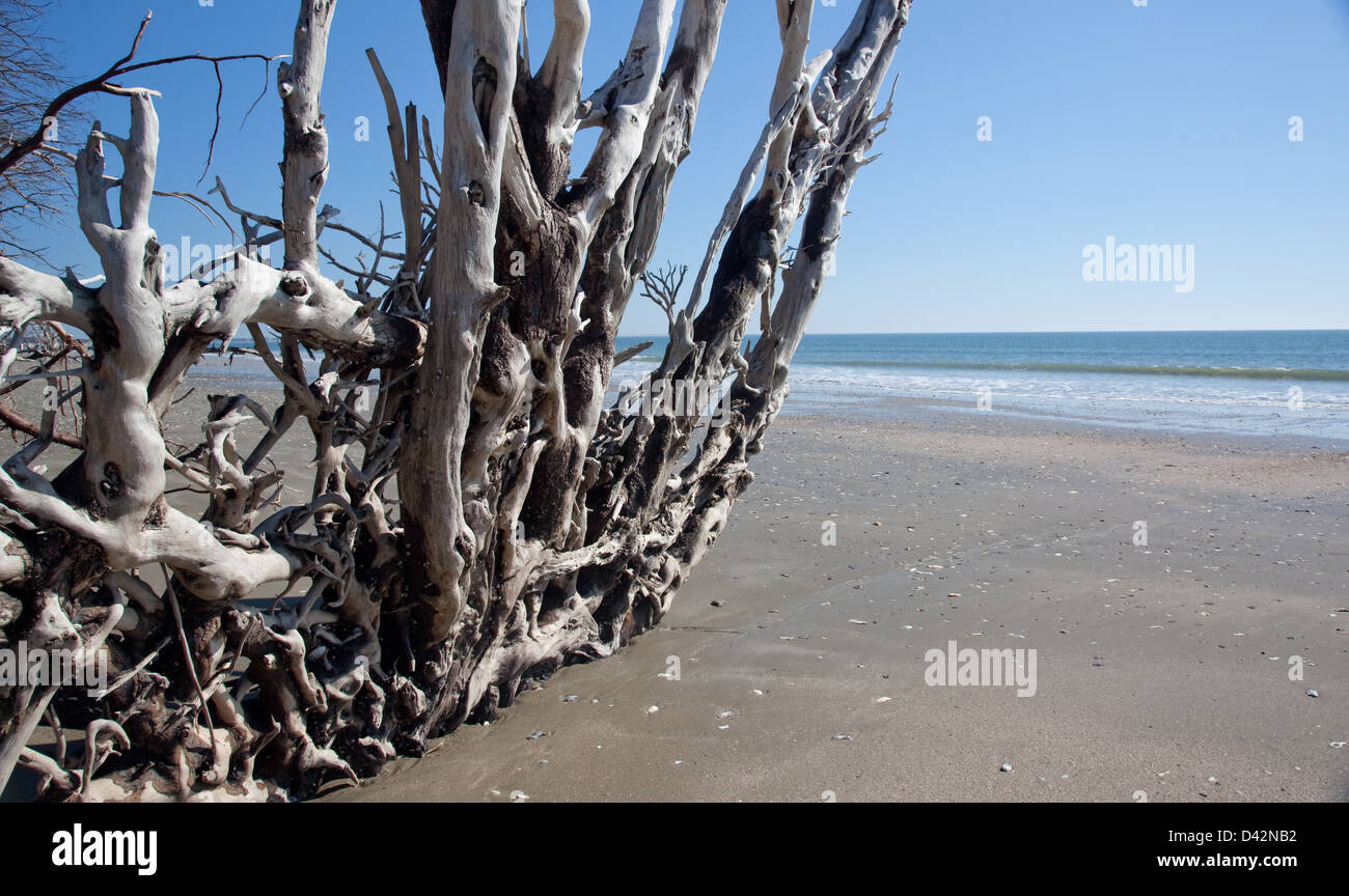 Radici di albero bloccato nella sabbia a causa di erosione spiaggia, sky e Sfondo oceano Foto Stock
