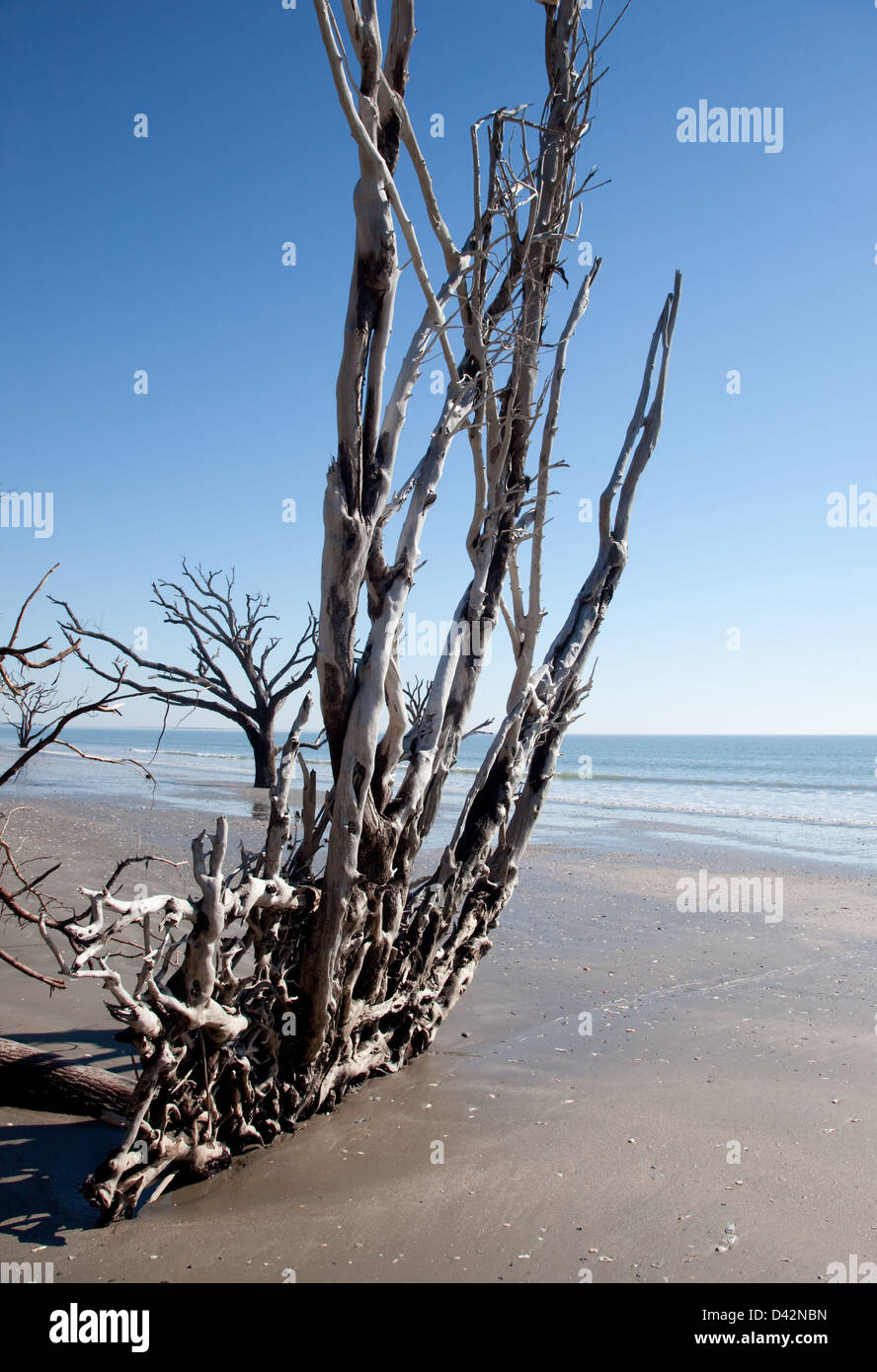 Radici di albero bloccato nella sabbia a causa di erosione spiaggia, sky e Sfondo oceano Foto Stock