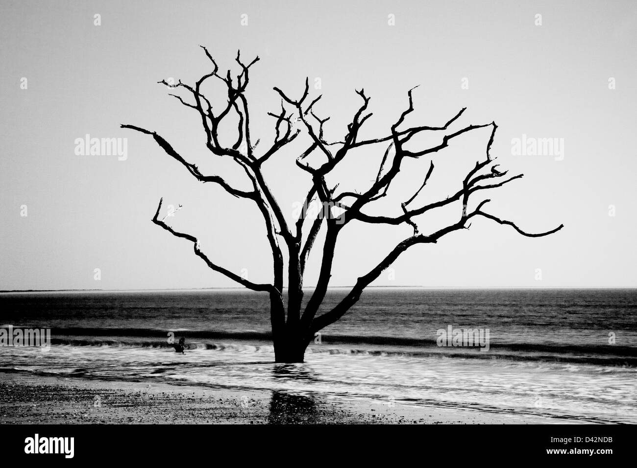 Dead Live Oak Tree in piedi nel surf dell'oceano, non più in grado di 'bloom dove vi sono piantate', AMBIENTE cambia Foto Stock