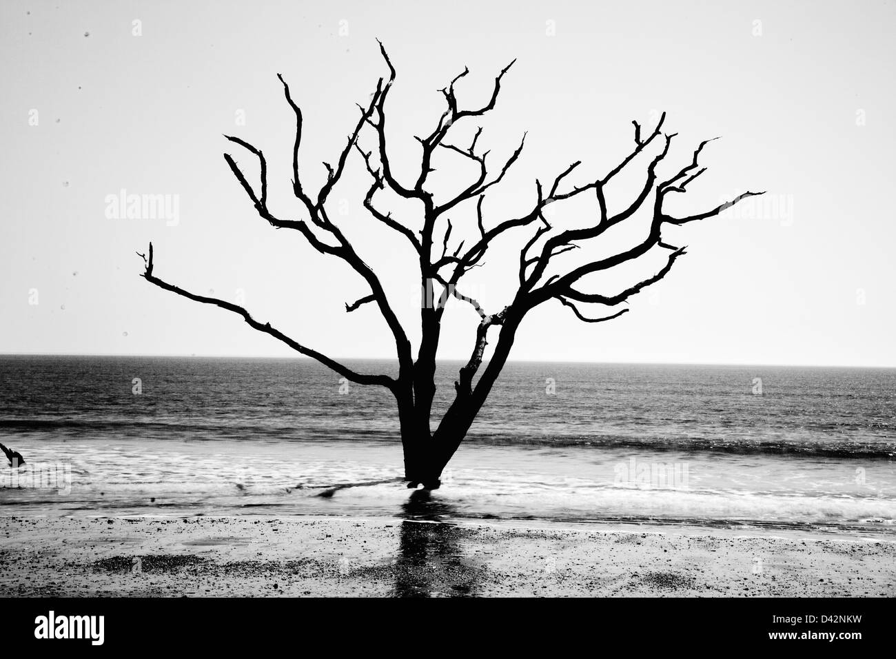 Dead Live Oak Tree in piedi nel surf dell'oceano, non più in grado di 'bloom dove vi sono piantate', AMBIENTE cambia Foto Stock