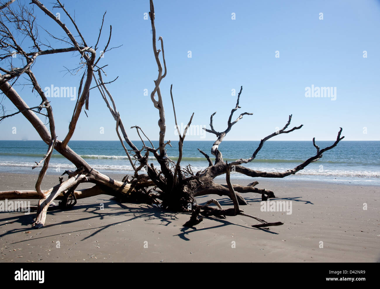 Dead Live Oak Tree posa in sabbia della spiaggia all'oceano, l'albero essendo morti a causa di erosione spiaggia Foto Stock