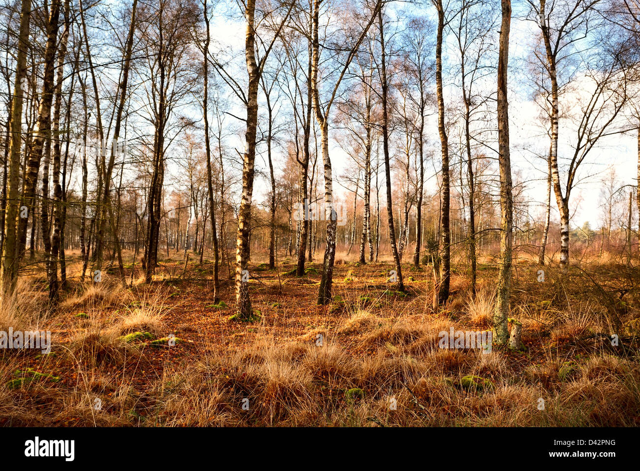 Betulla legno di foresta in autunno, Dwingelderveld Parco Nazionale in Drenthe, Paesi Bassi Foto Stock
