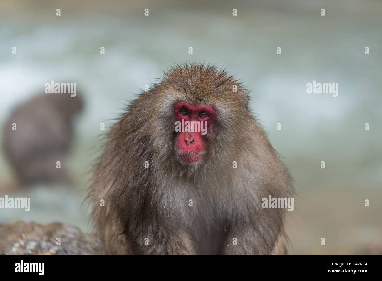 Macaque giapponese con Simi bagnata della pelliccia da hot springs.Macaca fuscata Nagano Jigokudani Monkey primate Nihonzaru Saru Foto Stock