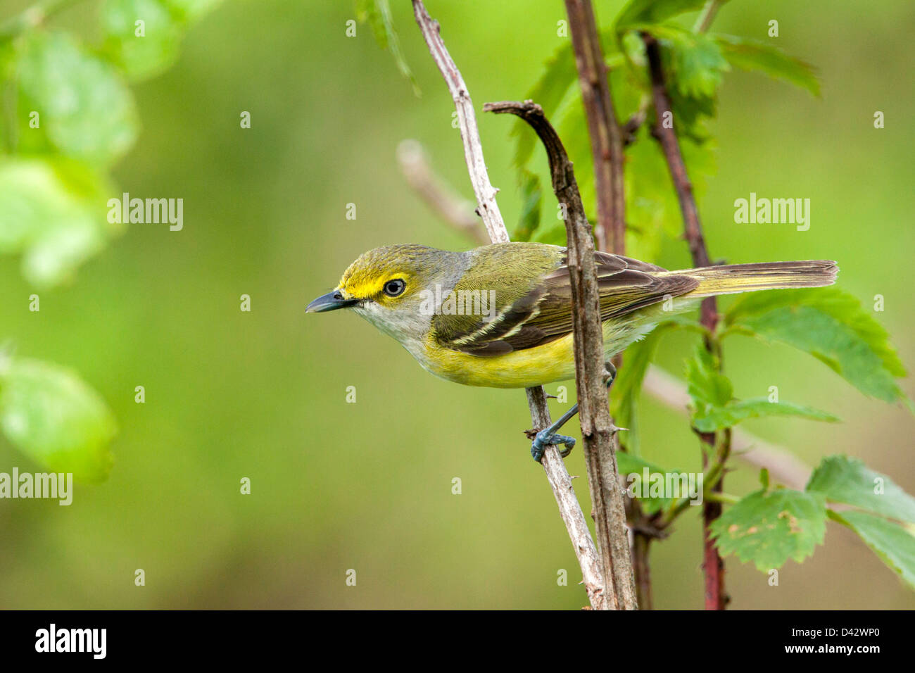 Bianco-eyed Vireo Vireo griseus Prairie State Park, Missouri, Stati Uniti 1 Maggio Vireonidae adulti Foto Stock