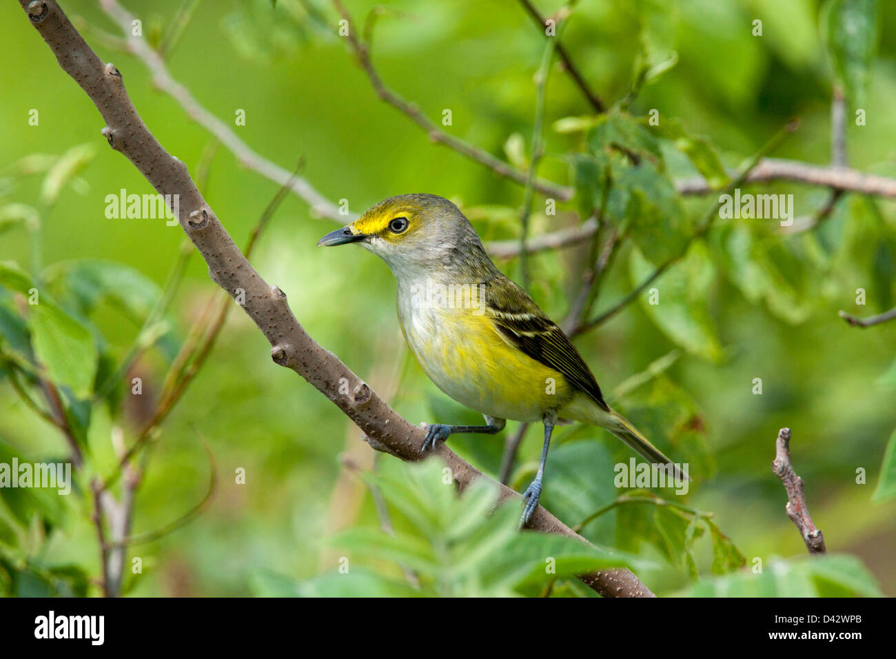 Bianco-eyed Vireo Vireo griseus Prairie State Park, Missouri, Stati Uniti 1 Maggio Vireonidae adulti Foto Stock