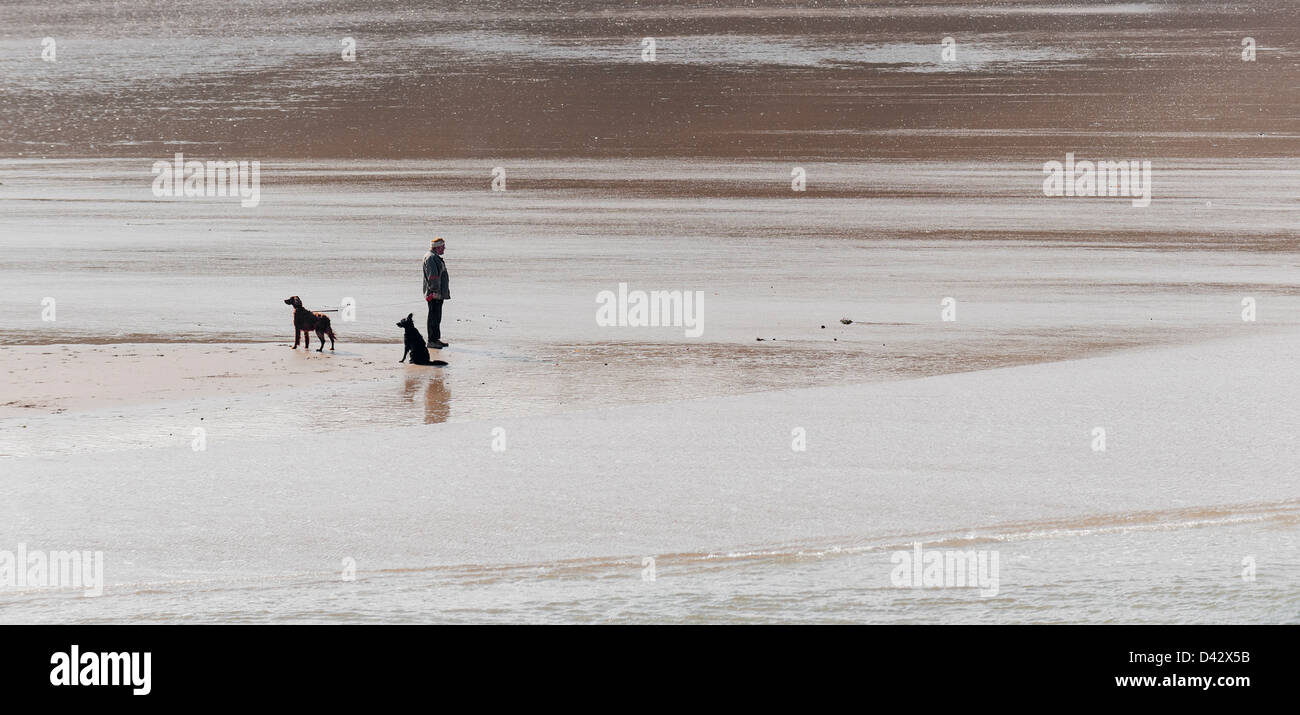 Un uomo e i suoi cani su Porth Beach in Newquay. Foto Stock