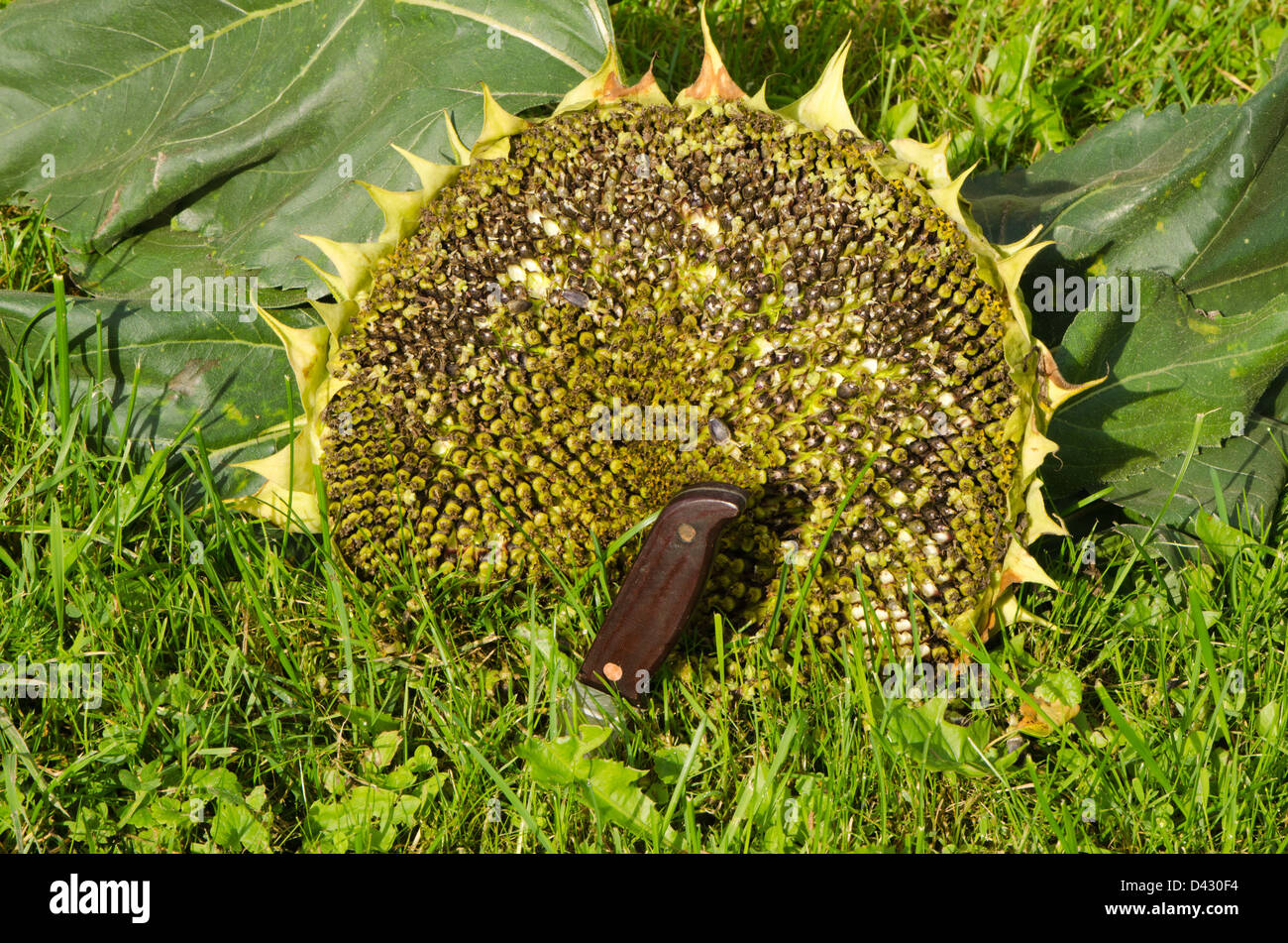 Tagliare mature testa di girasole su erba e Coltelli con manico in legno incollato nel prato di massa. Foto Stock