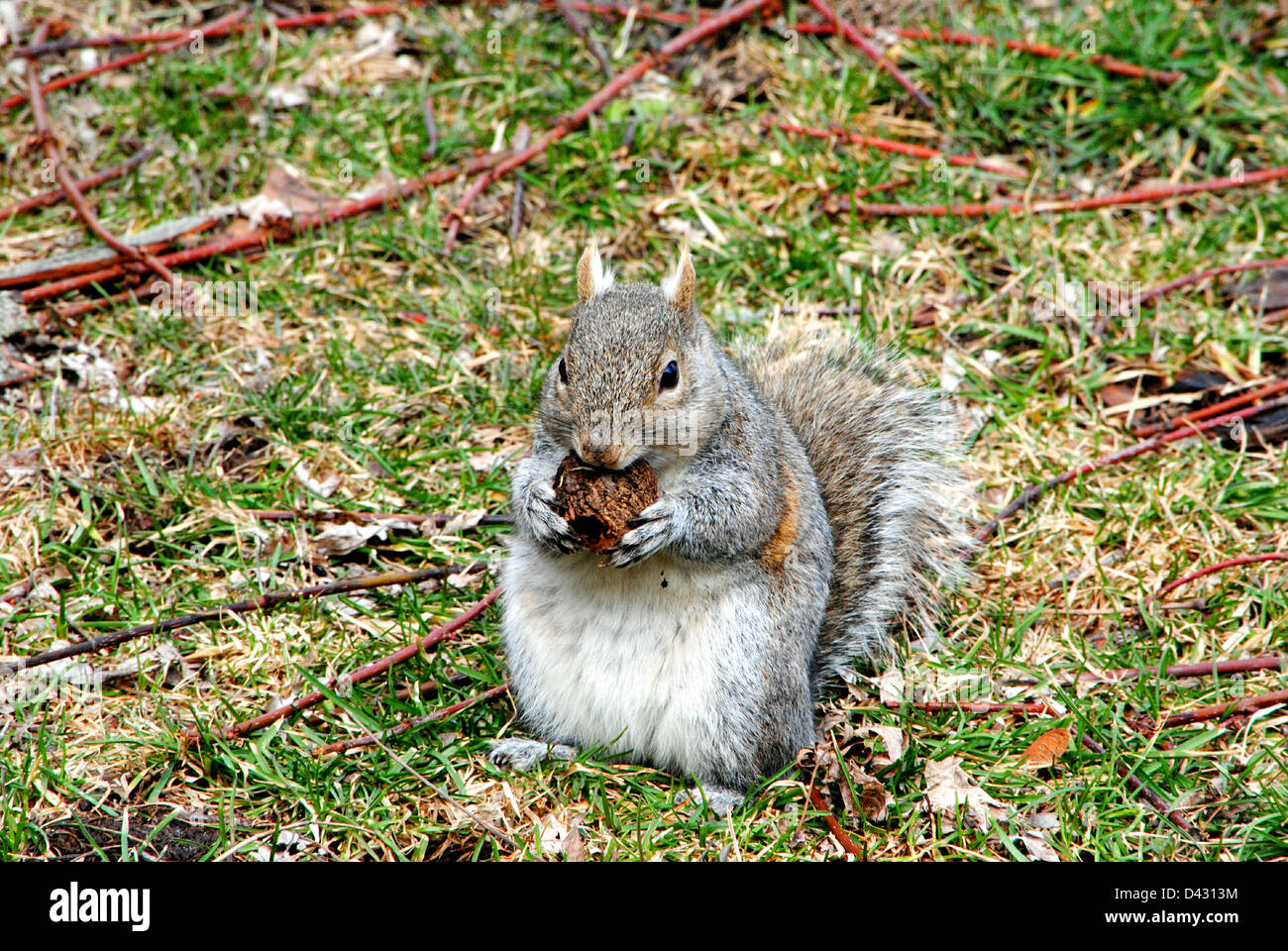 Un peloso,Tree Squirrel,i foraggi su un noce nero. Foto Stock