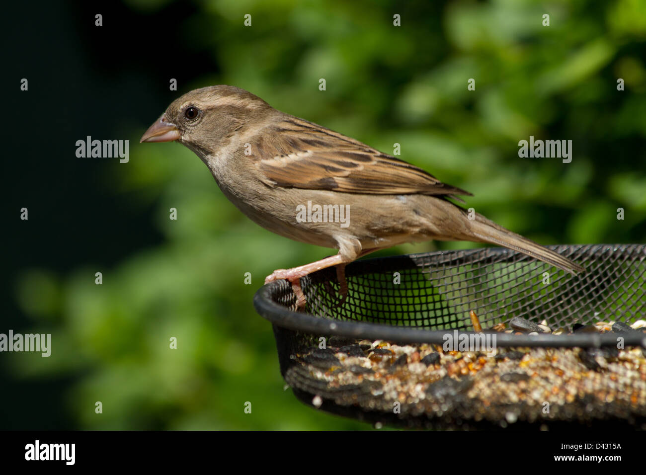 Femmina di casa passero, Passer domesticus, su un Bird Feeder Foto Stock