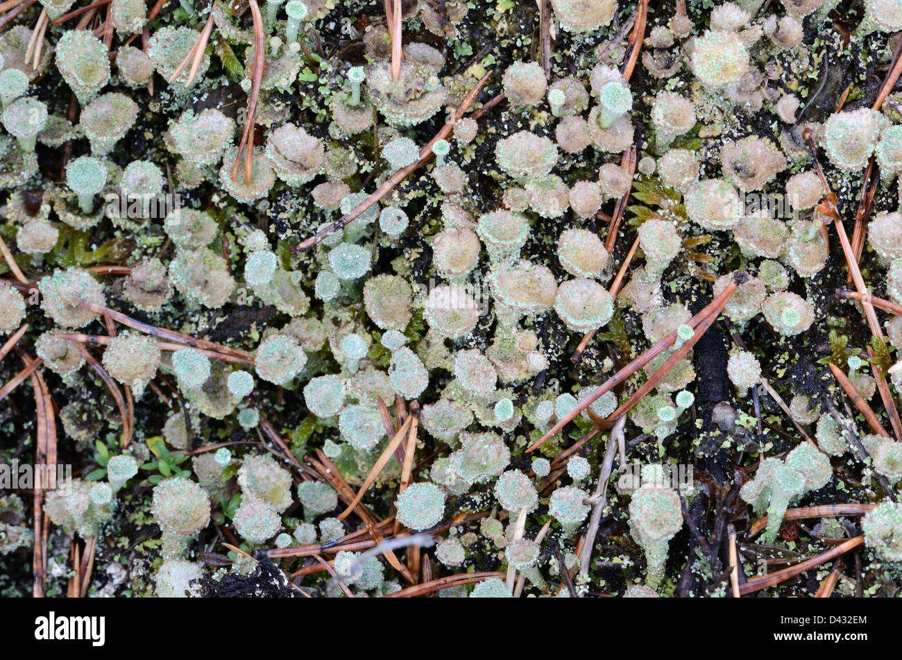 Cladonia fimbriata Lichen o Cladoniaceae funghi noti come Trompet Cup Lichen, Cup Lichen, Pixie Cup Lichen o funghi Foto Stock
