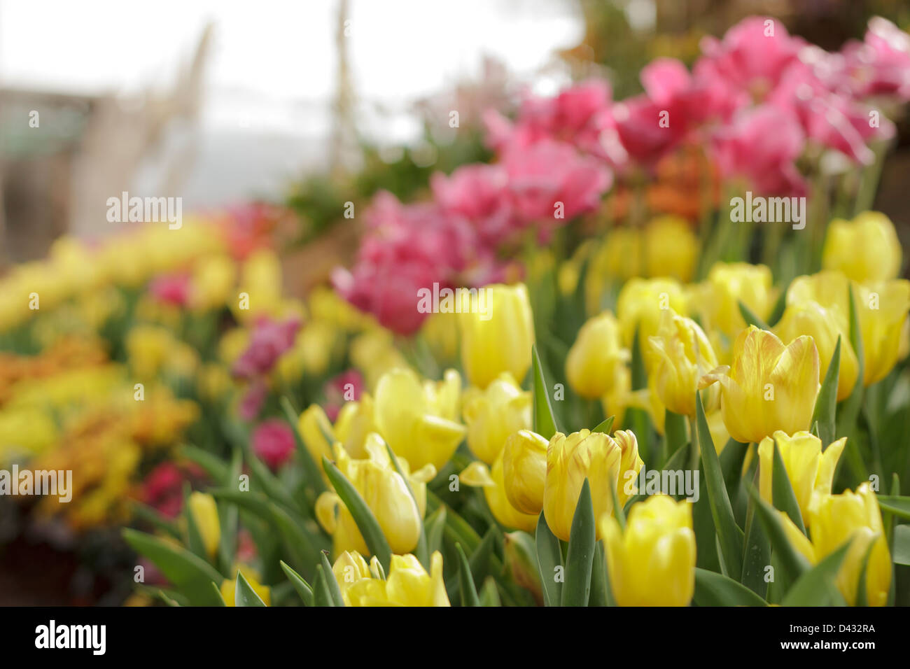 Fresco di tulipani colorati in giardino Foto Stock