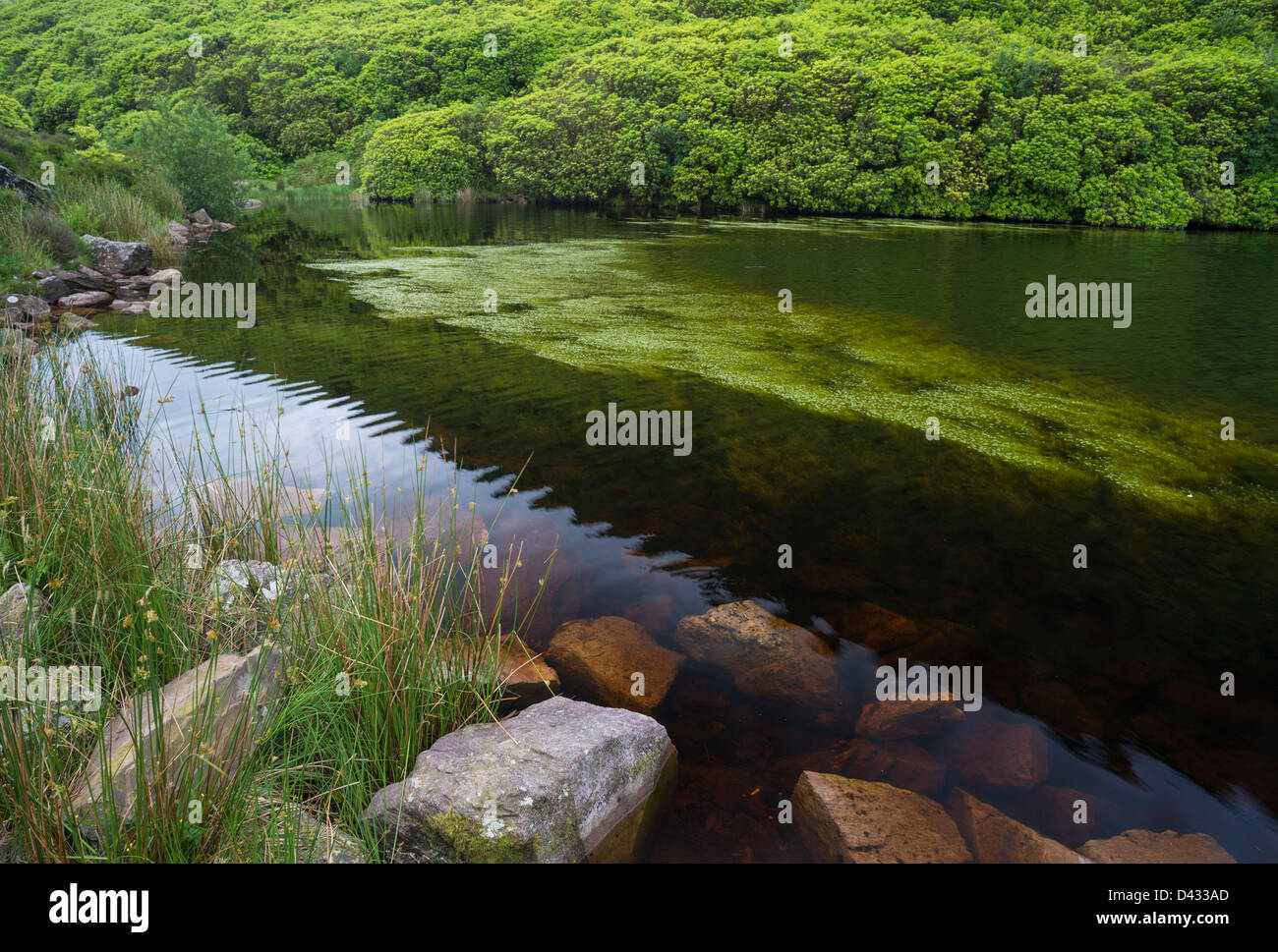 Bay Lough in Knockmealdown montagne di Tipperary, rinomato per molto ampia macchia di rododendro, visibile in background Foto Stock