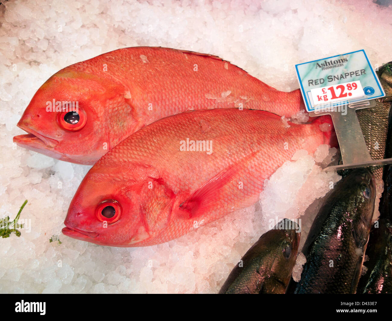 Lutiano rosso pesce fresco sul ghiaccio per vendita a Ashton's pesce store a Cardiff il Mercato Centrale di Cardiff South Wales UK KATHY DEWITT Foto Stock