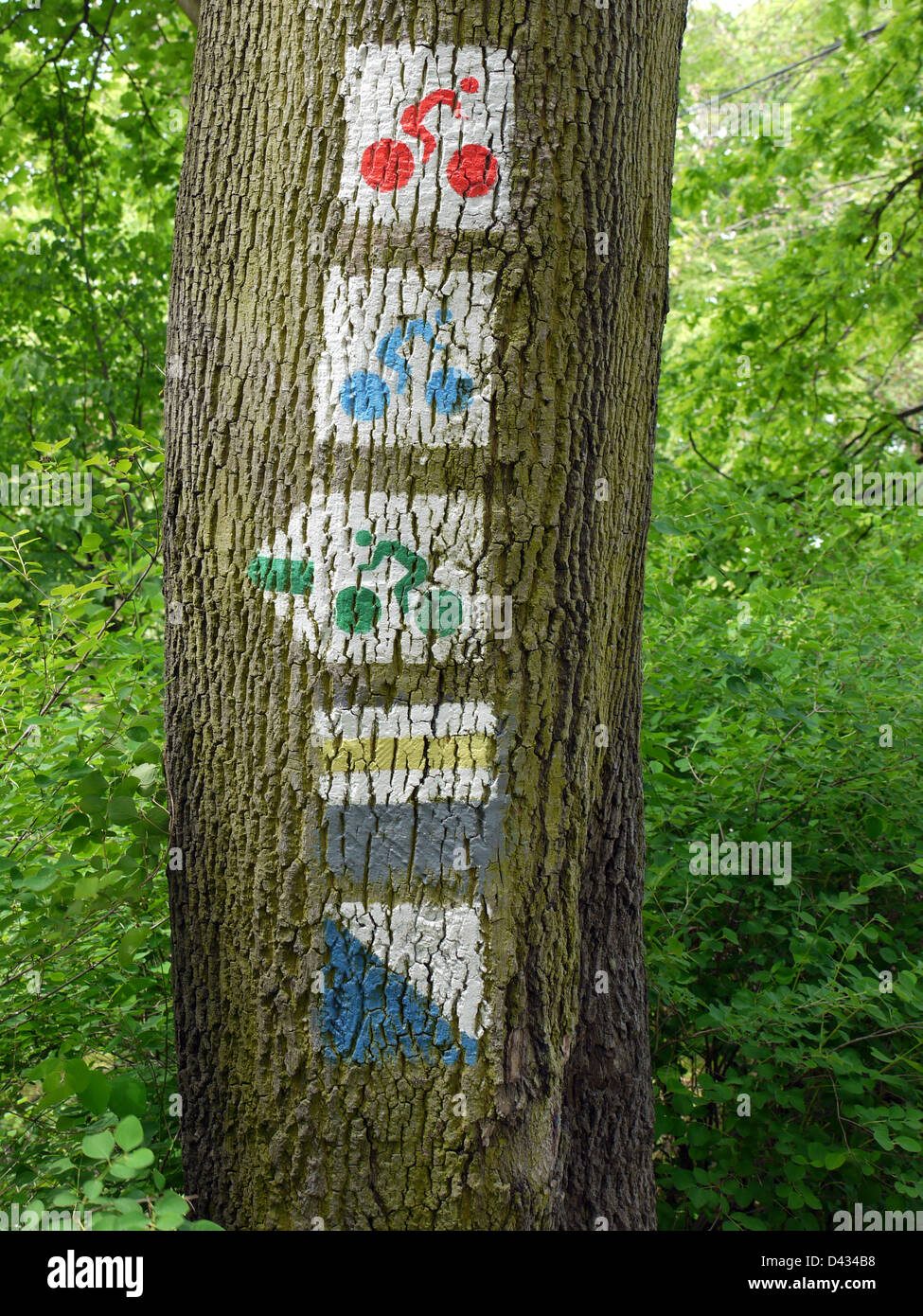 Gruppo del percorso ciclabile segni dipinti sul tronco di albero Foto Stock