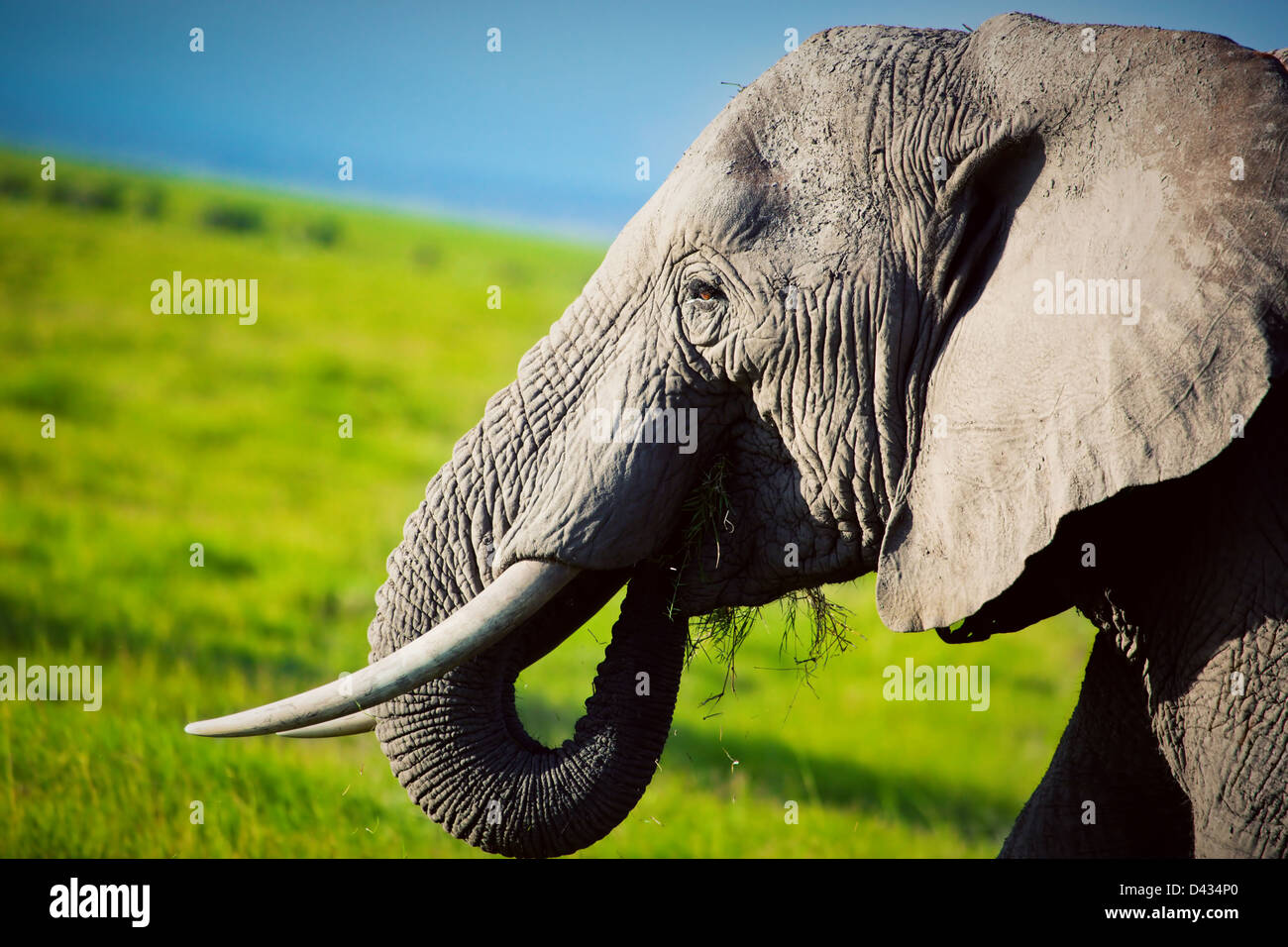 Profilo di un maschio di elefante africano testa close up, Africa Foto Stock