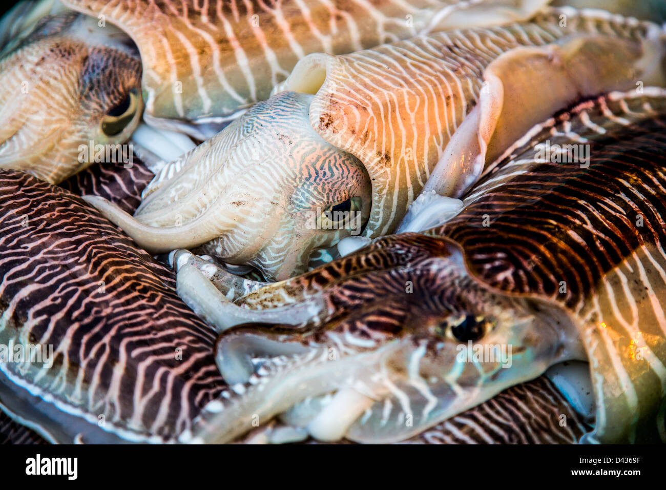 Frutti di mare. Calamari freschi cassetto ... Foto Stock