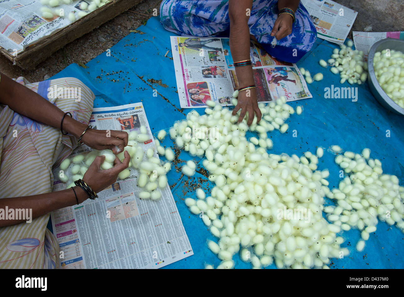 Le donne indiane ordinamento di bozzoli di bachi da seta in un territorio rurale villaggio indiano. Andhra Pradesh, India Foto Stock
