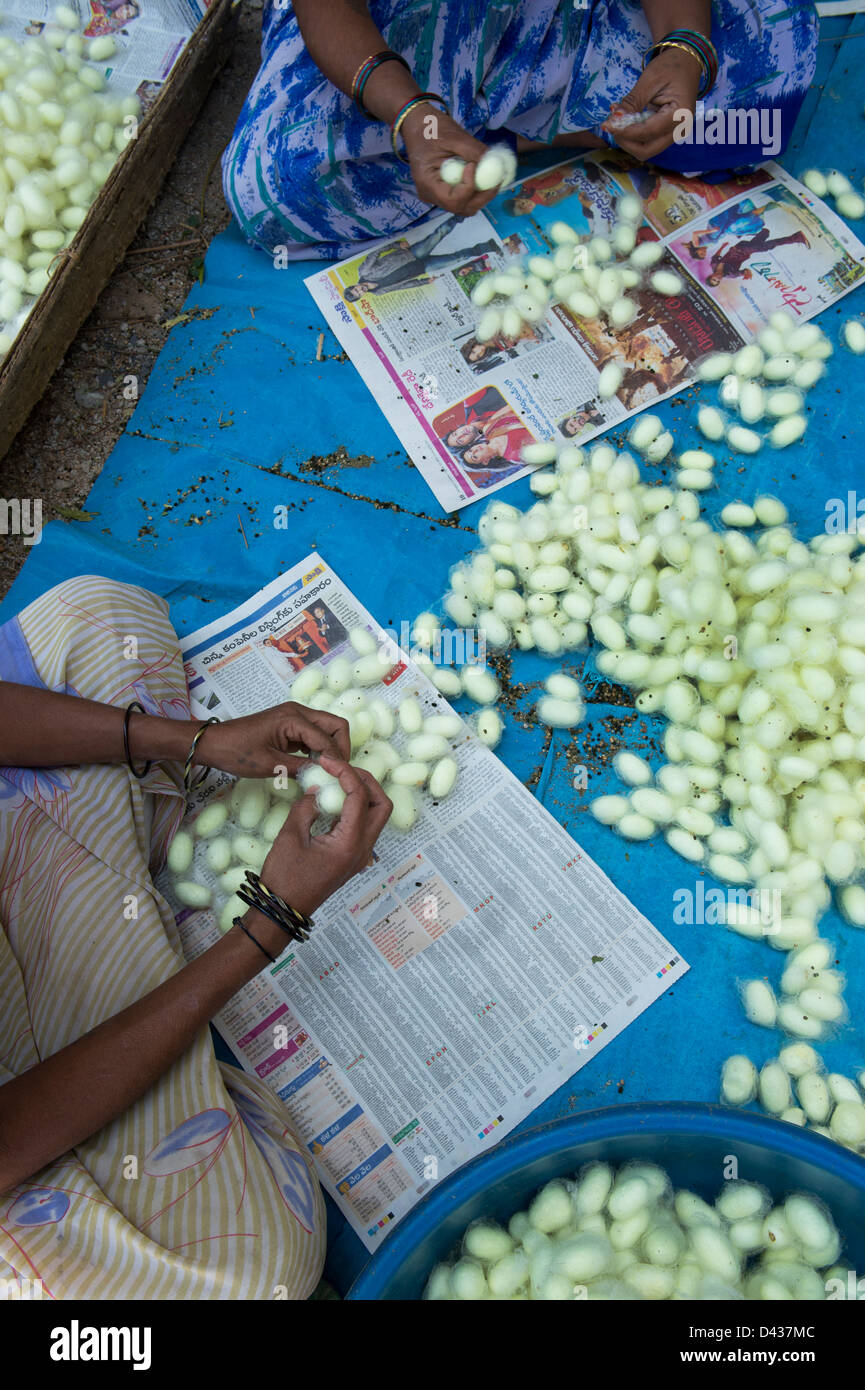 Le donne indiane ordinamento di bozzoli di bachi da seta in un territorio rurale villaggio indiano. Andhra Pradesh, India Foto Stock