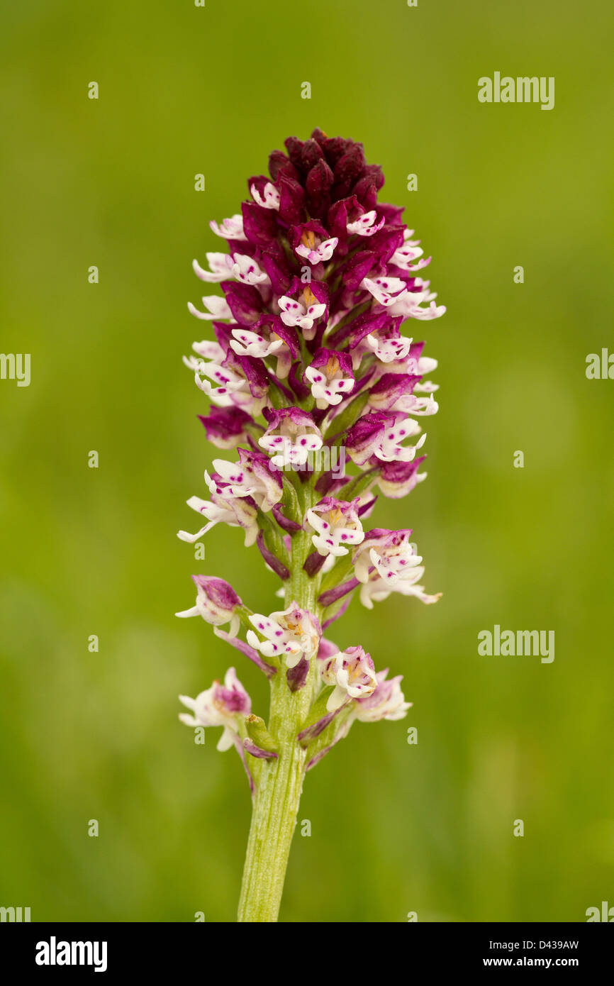 Una orchid con uno sfondo verde Foto Stock