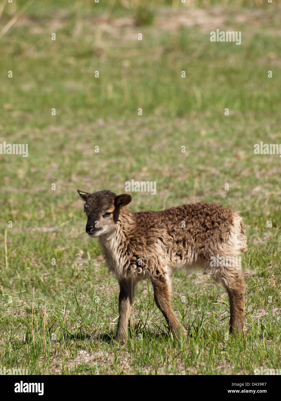 La pecora di Soay è una razza primitiva di pecora domestica discesa da una popolazione di pecore feriche sull'isola di Soay nell'arcipelago di St. Kilda. Foto Stock