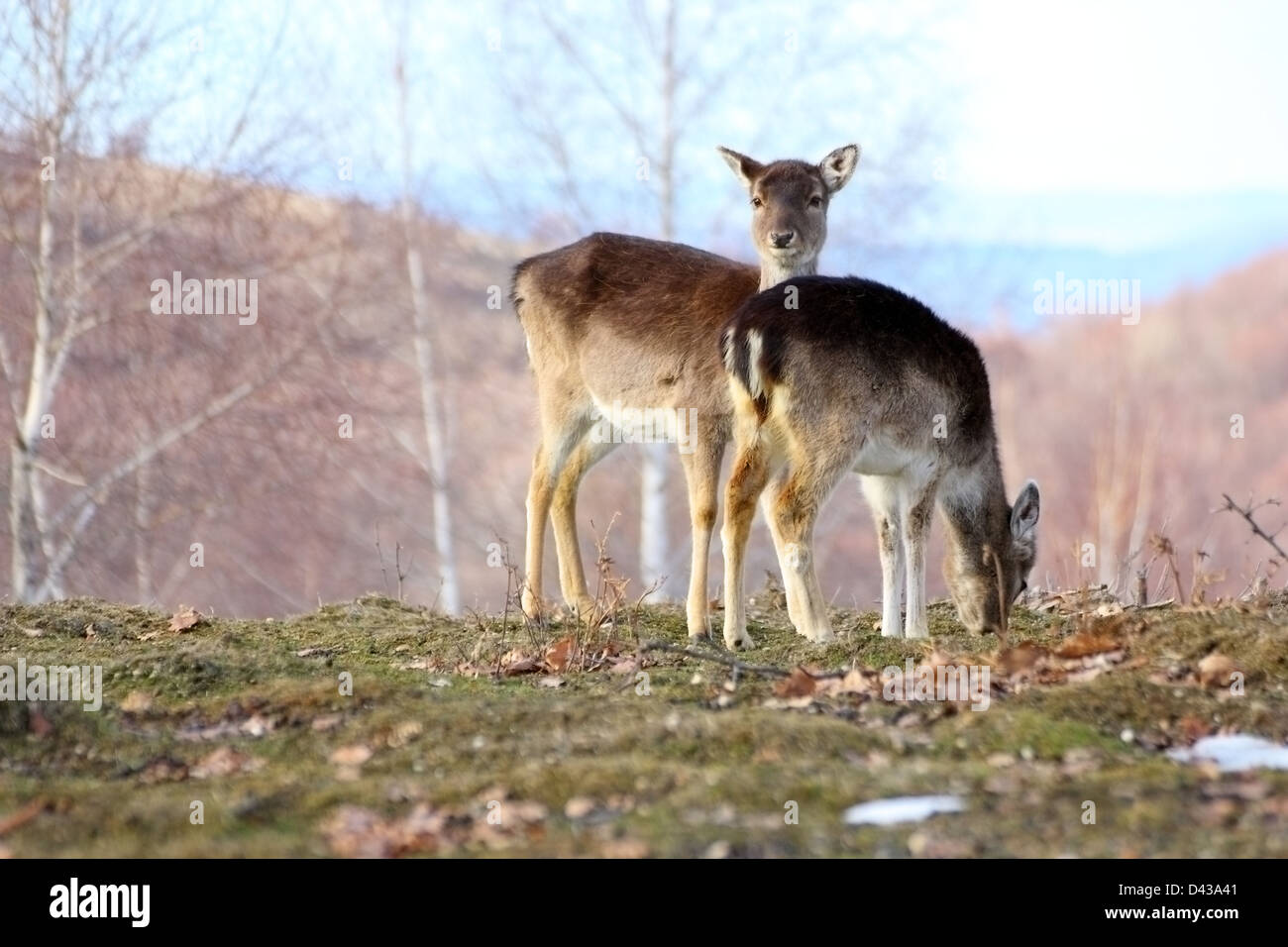 Daini doe ( dama dama ) e il pascolo di vitello in una tomba Foto Stock