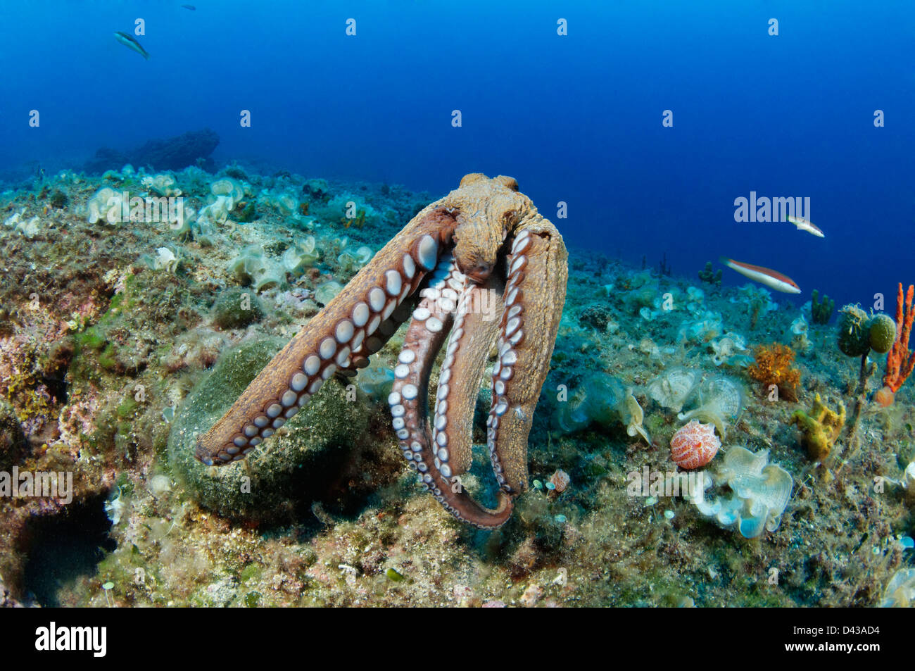 Octopus vulgaris, polpo di scoglio, Croazia, Mare Mediterraneo, il Parco Nazionale di Kornati Foto Stock