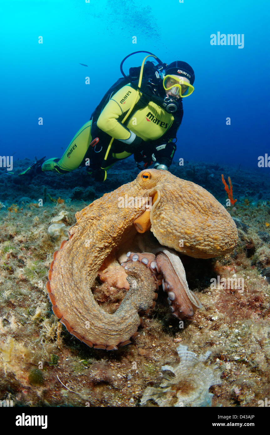 Octopus vulgaris, polpi e scuba diver, Croazia, Mare Mediterraneo, il Parco Nazionale di Kornati Foto Stock