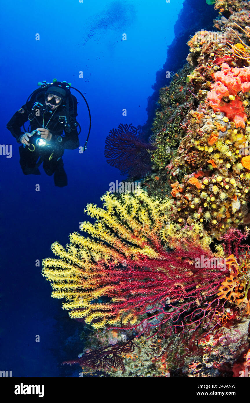 Paramuricea clavata rosso o viola grande gorgonie e scuba diver cambia colore di gorgonie Croazia il Parco Nazionale di Kornati Foto Stock