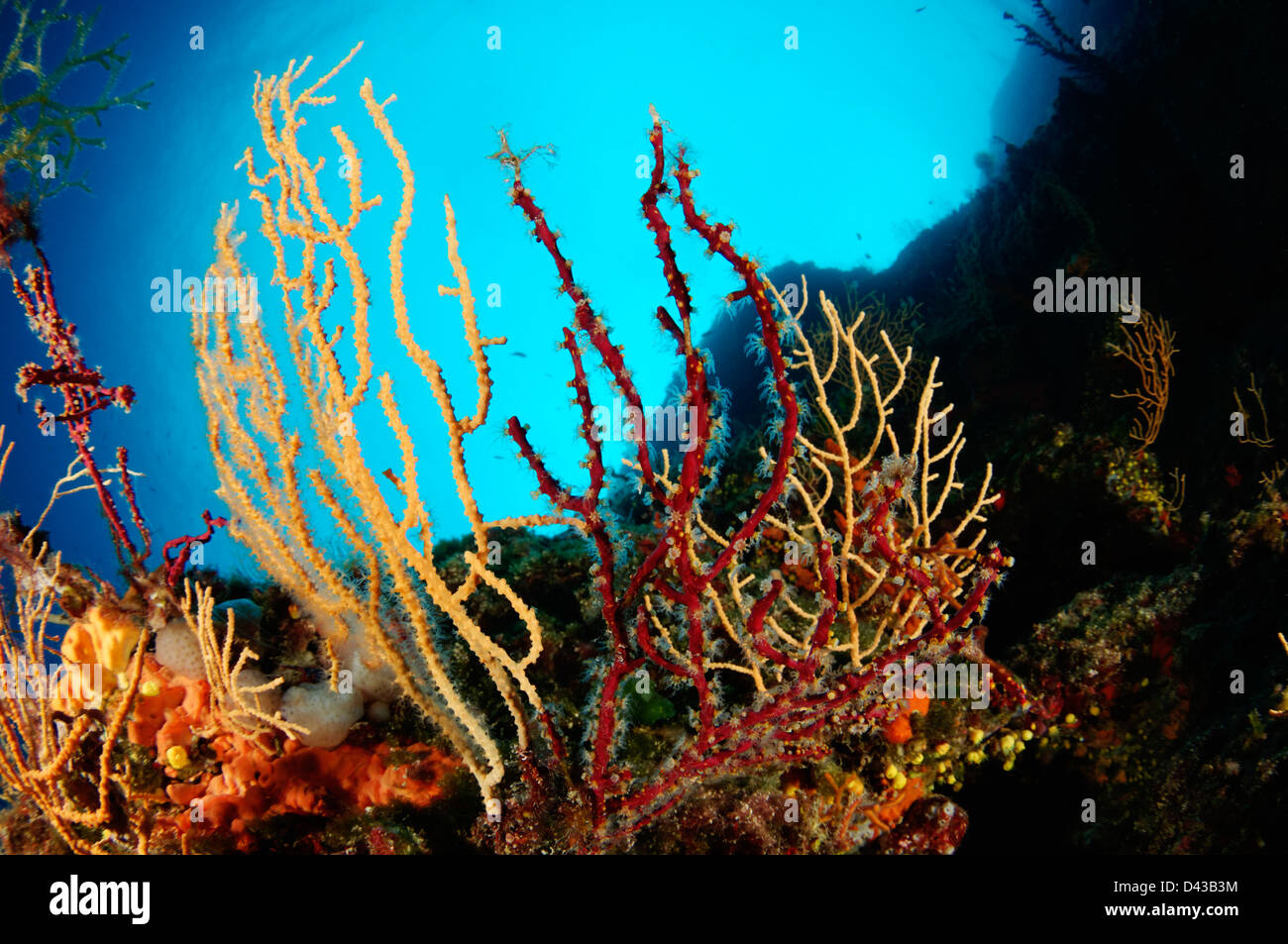 Cavolini Eunicella e Parerythropodium coralloides, giallo mediterraneo e Gorgonie rosse incrostanti colonie di corallo, Croazia Foto Stock