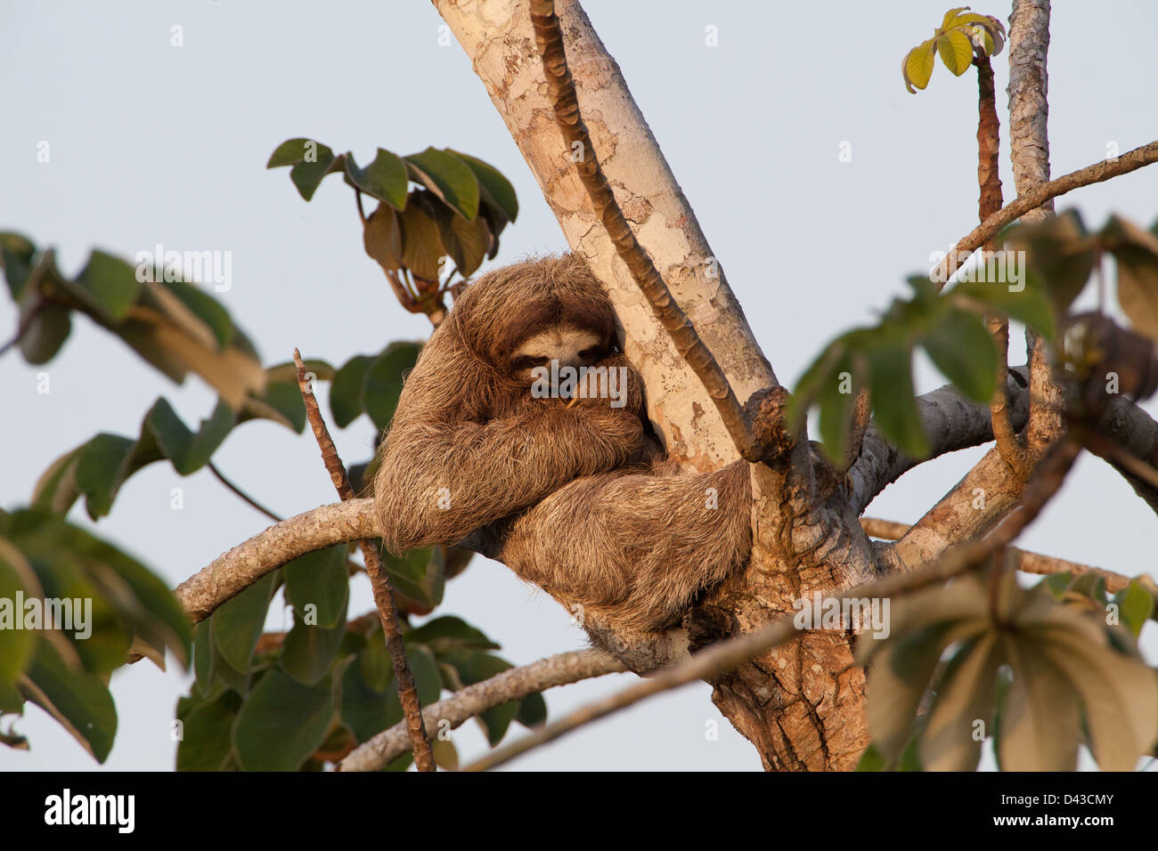 Il bradipo, Bradypus variegatus, in una struttura ad albero peltata accanto a Rio Chagres, parco nazionale di Soberania, Repubblica di Panama. Foto Stock