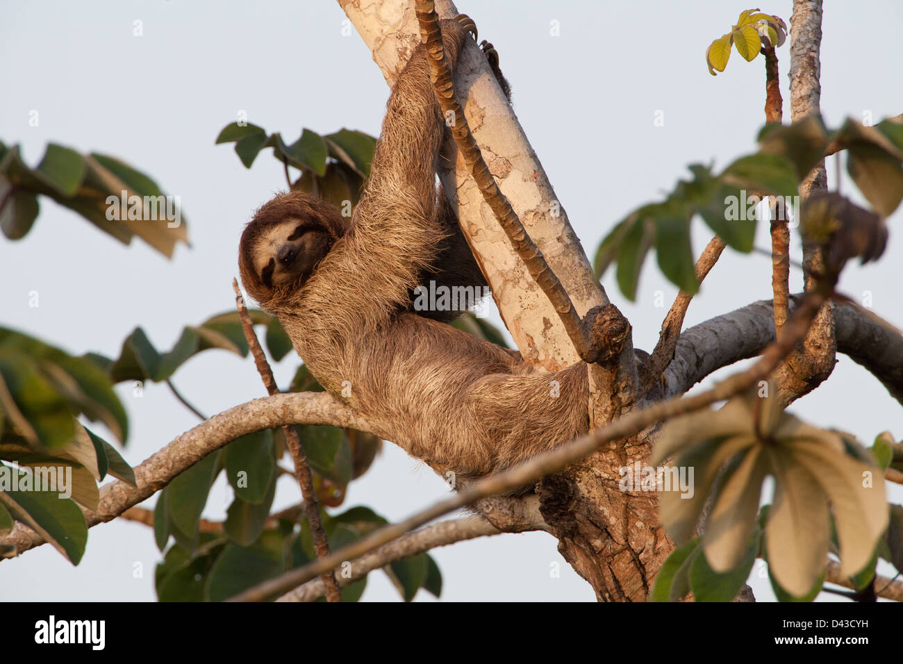 Il bradipo, Bradypus variegatus, in una struttura ad albero peltata accanto a Rio Chagres, parco nazionale di Soberania, Repubblica di Panama. Foto Stock