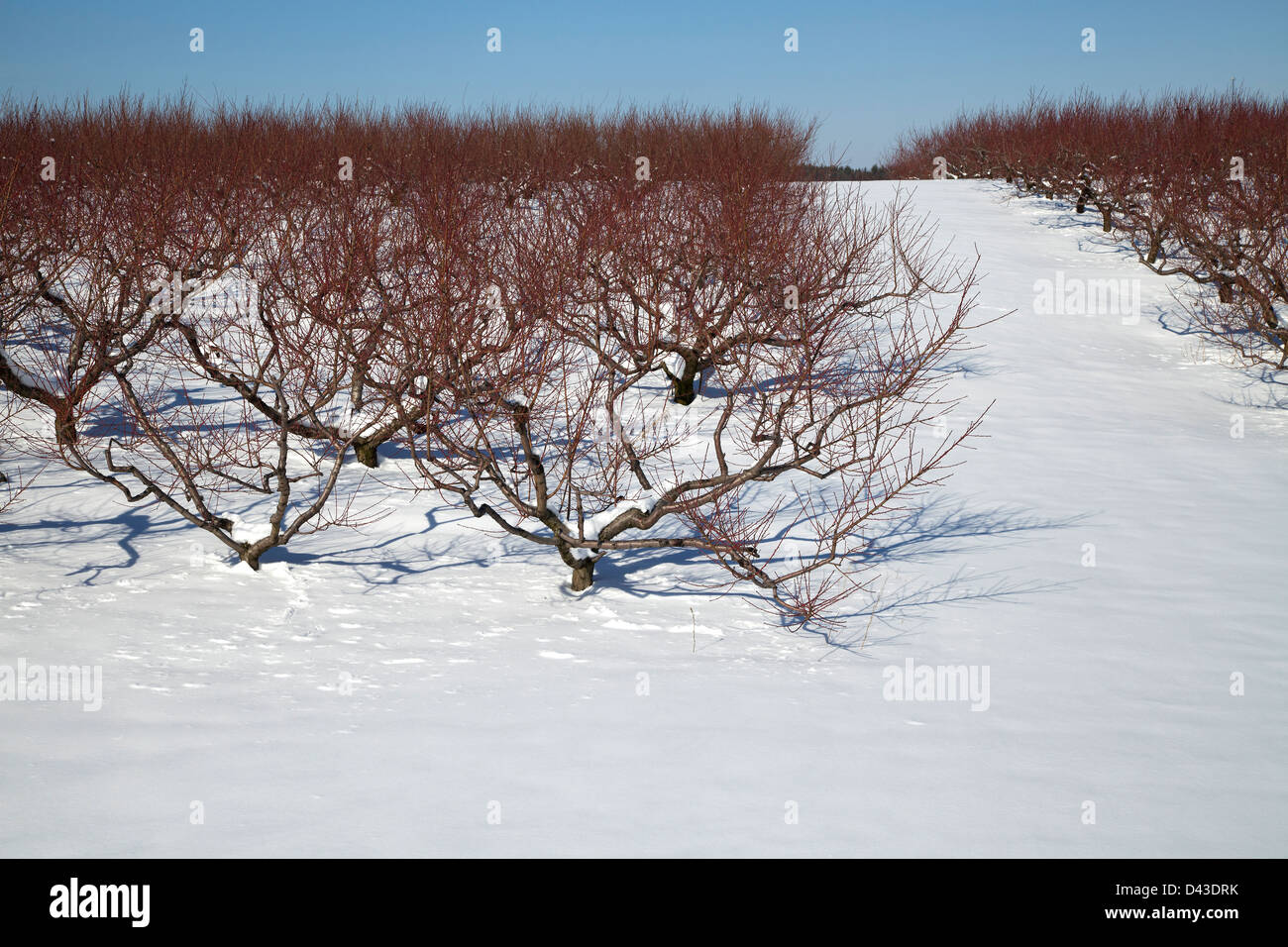 Frutteto in inverno impostazione, southwestern, Michigan STATI UNITI Foto Stock