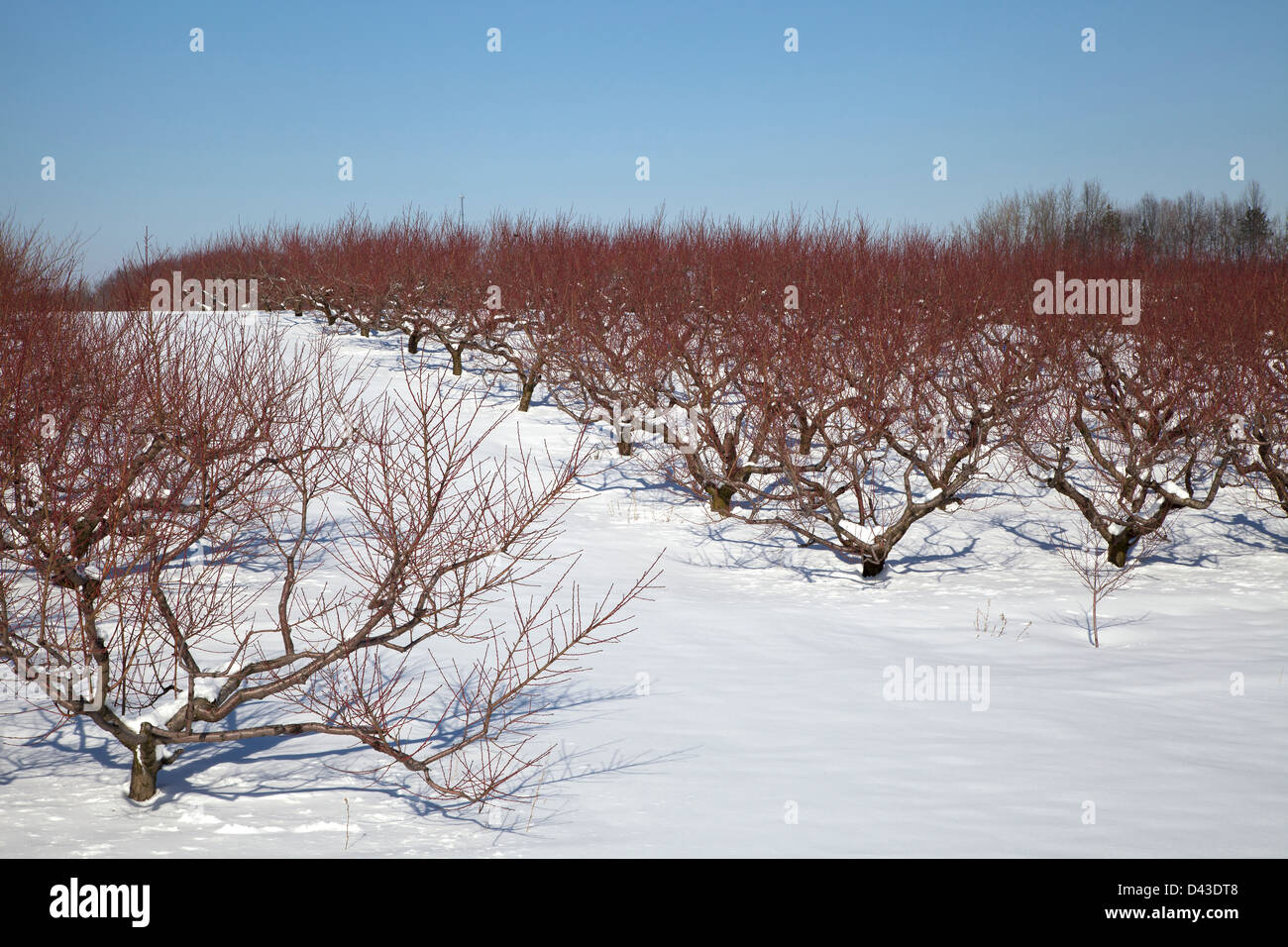 Frutteto in inverno impostazione, southwestern, Michigan STATI UNITI Foto Stock