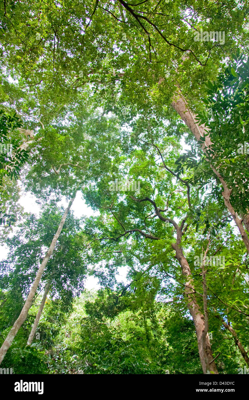 La vegetazione lussureggiante Ko Samui, Tailandia Foto Stock