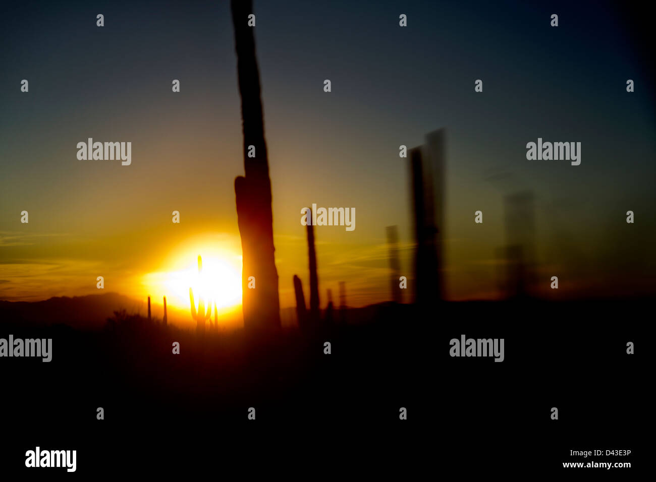 Tucson, Arizona è casa di Nord America più grande del cactus. Il gigante Saguaro è il simbolo universale del west americano. Questi Foto Stock