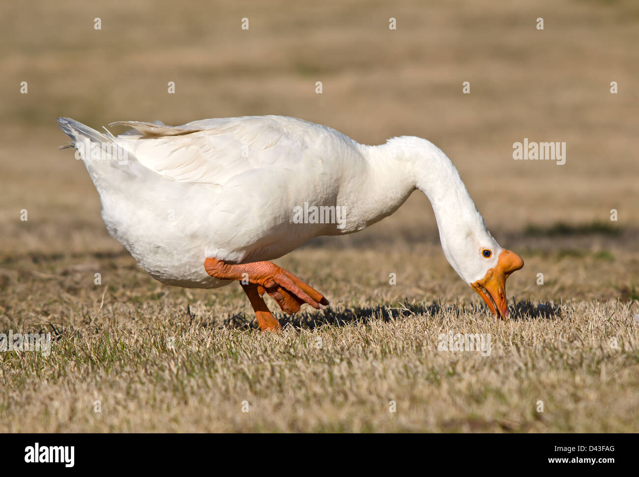 Bianco Oca Cinese conosciuto anche come Swan Goose (Anser cygnoides) Foto Stock