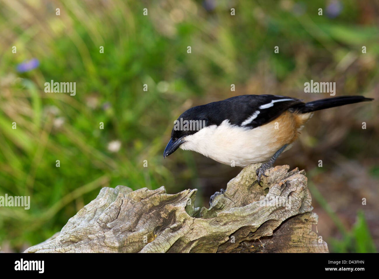 Un maschio secretive Southern Boubou (Laniarius ferrugineus) foraggio per gli insetti nel Capo orientale, Sud Africa. Foto Stock