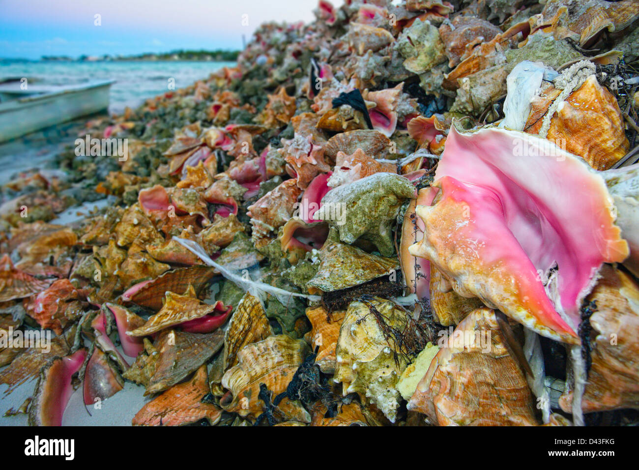 Grandi Conchiglie Di Mare In Vendita A Freeport Grand Bahama Bahamas -  Fotografie stock e altre immagini di Affari - iStock