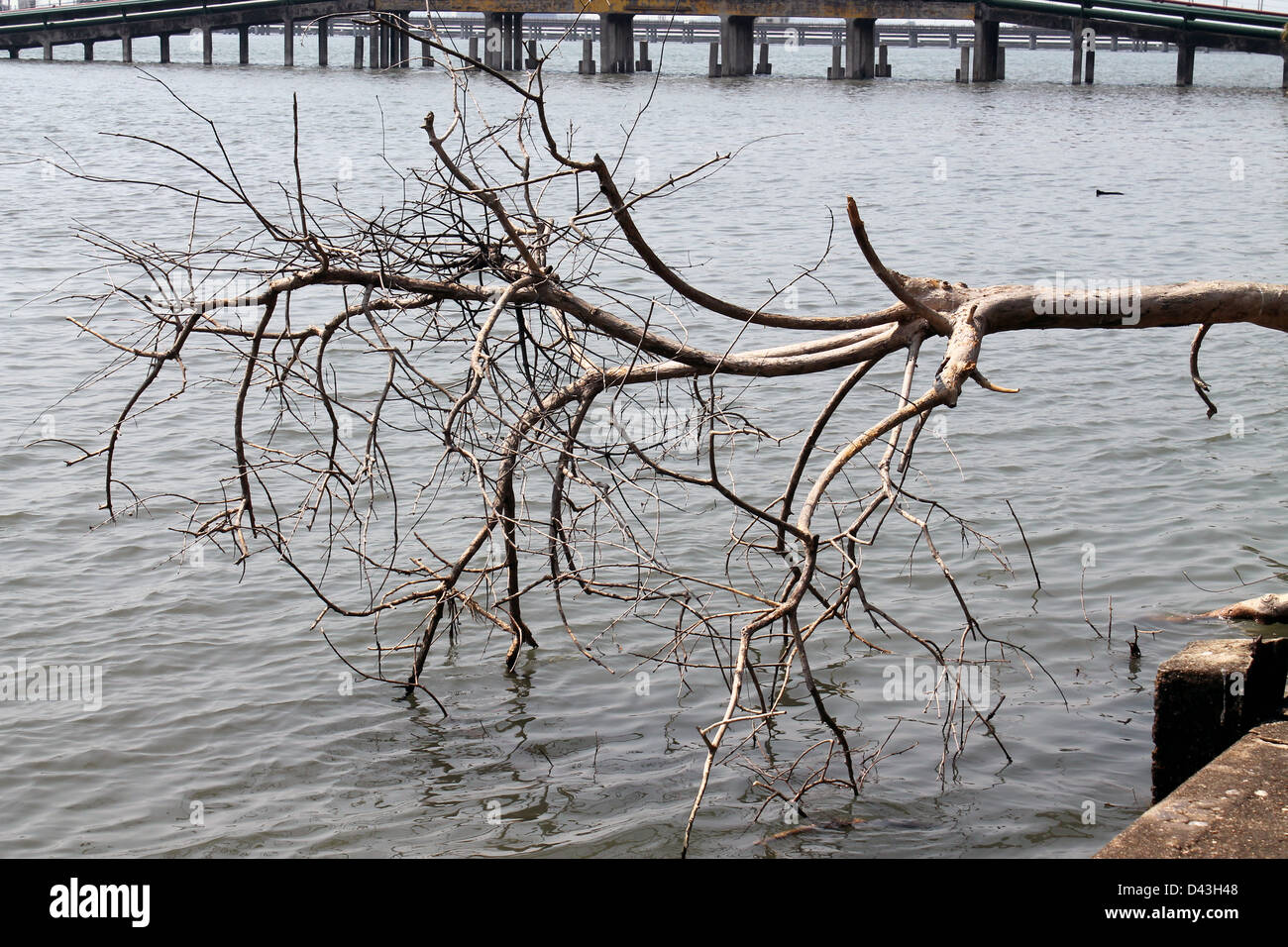 Una struttura ad albero essiccato sul lato lago scesa verso il lago Foto Stock