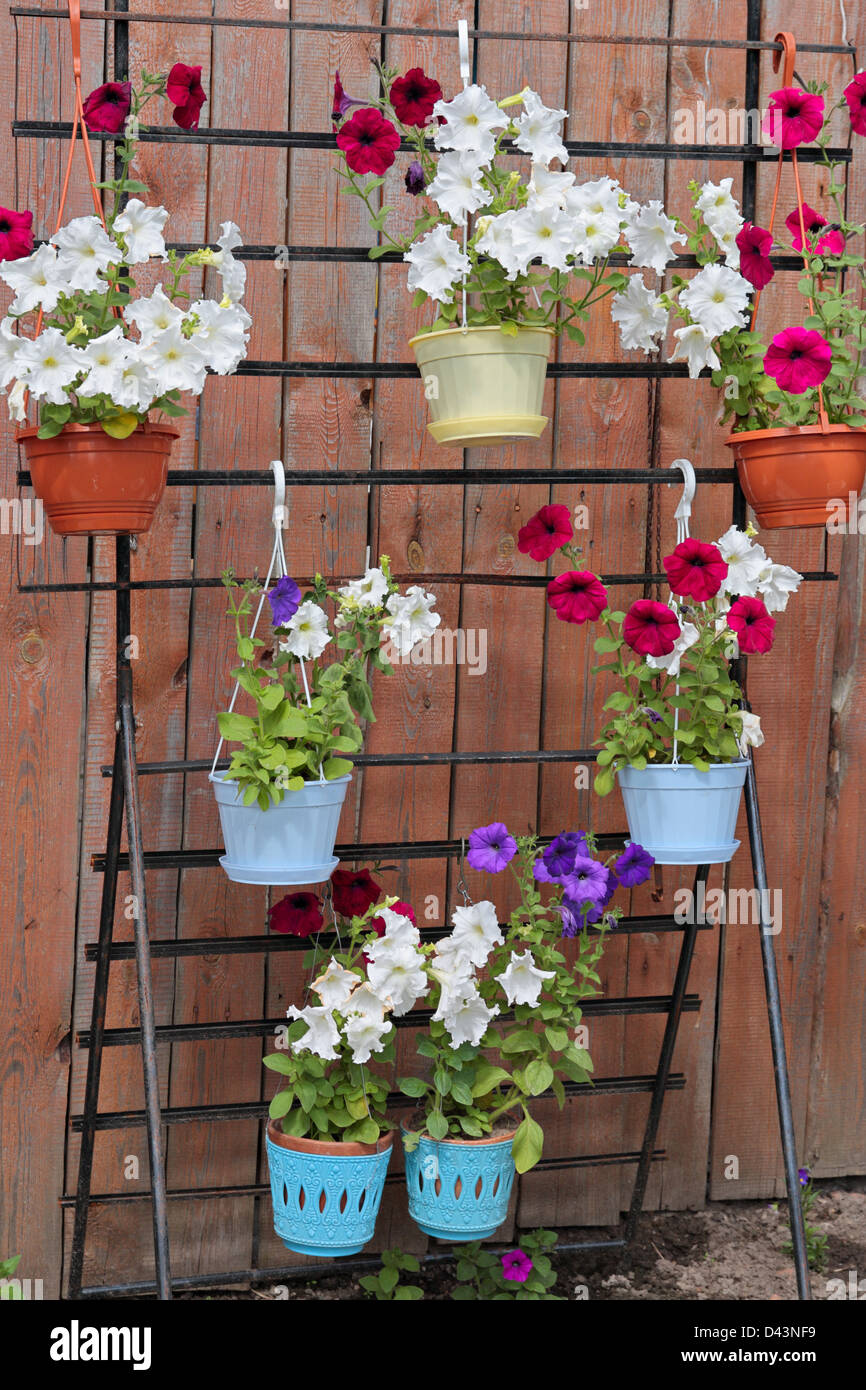 Fiori di una petunia posizionato prima di una recinzione sul piedistallo multistadio Foto Stock