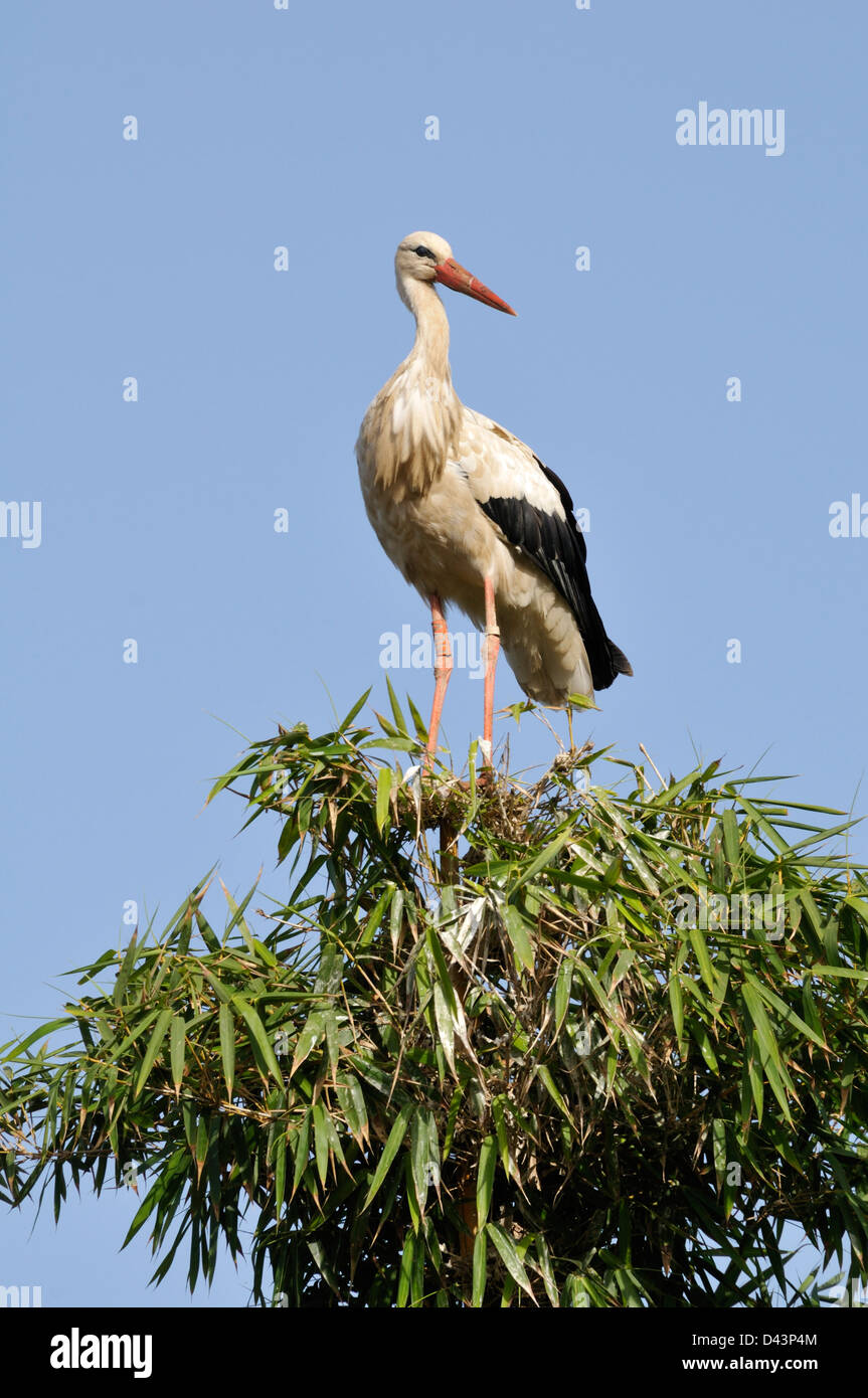 Cicogna bianca nella struttura ad albero superiore, Chellah, Marocco Foto Stock