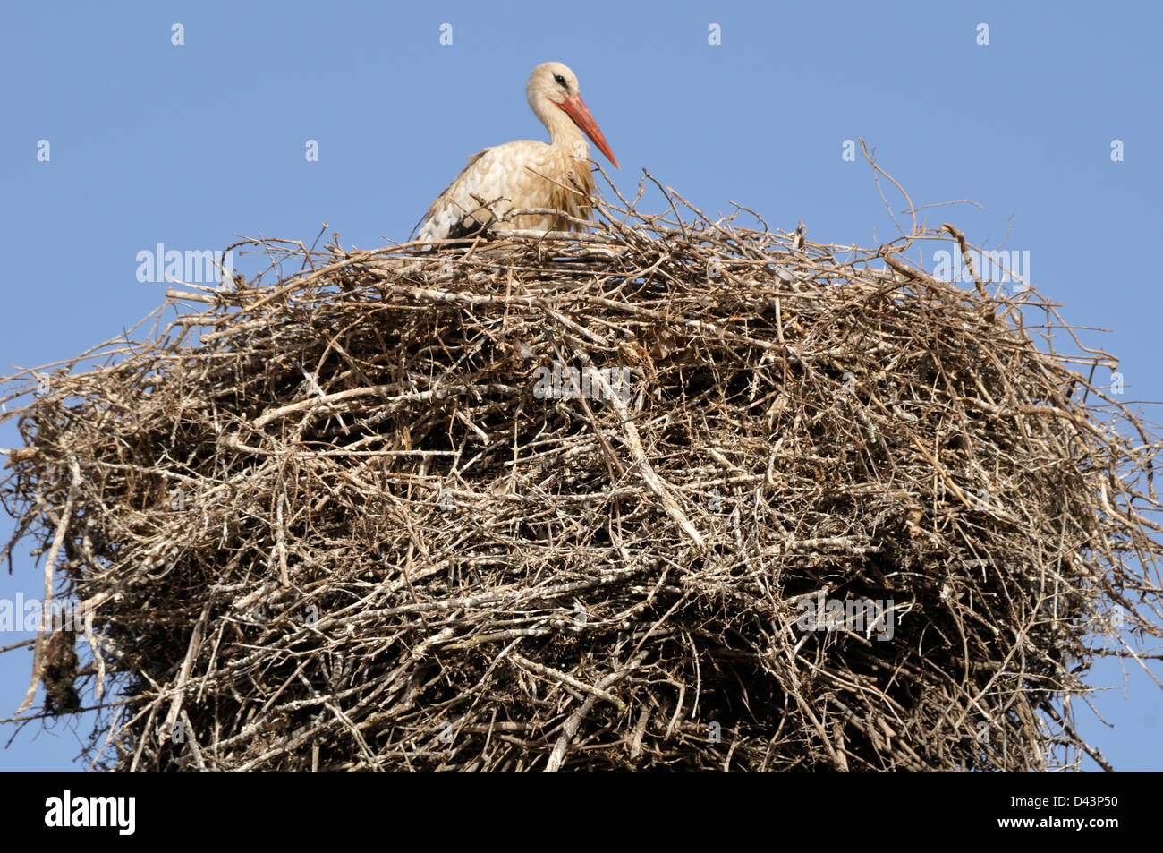 Cicogna bianca in nido, Chellah, Marocco Foto Stock