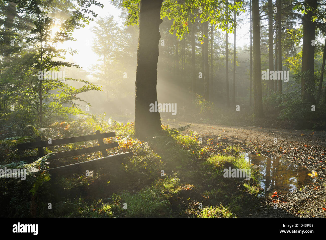 Banco in foresta con nebbia di mattina e il sole, Michelstadt, Odenwald, Hesse, Germania Foto Stock