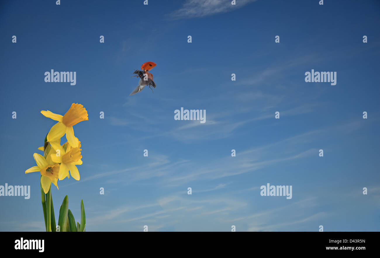 Lady Bird in volo sul modo di fiore Foto Stock