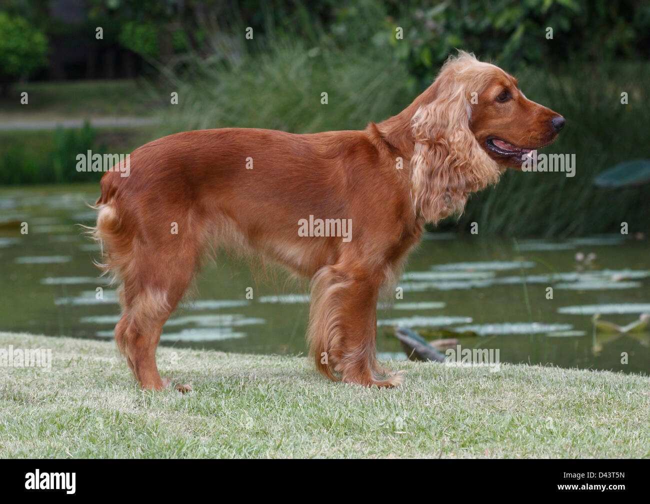 Welsh springer spaniel un bel cane in piedi sul campo in erba Foto Stock