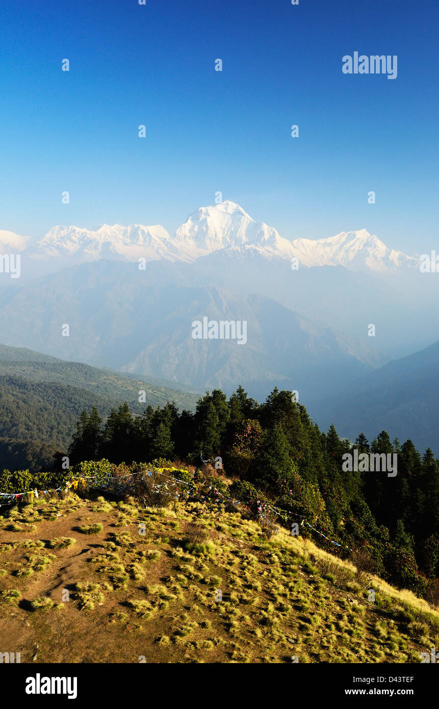 Dhaulagiri Himal vista da Poon Hill, Annapurna Area di Conservazione, Mustang distretto, Dhaulagiri, Pashchimanchal, Nepal Foto Stock