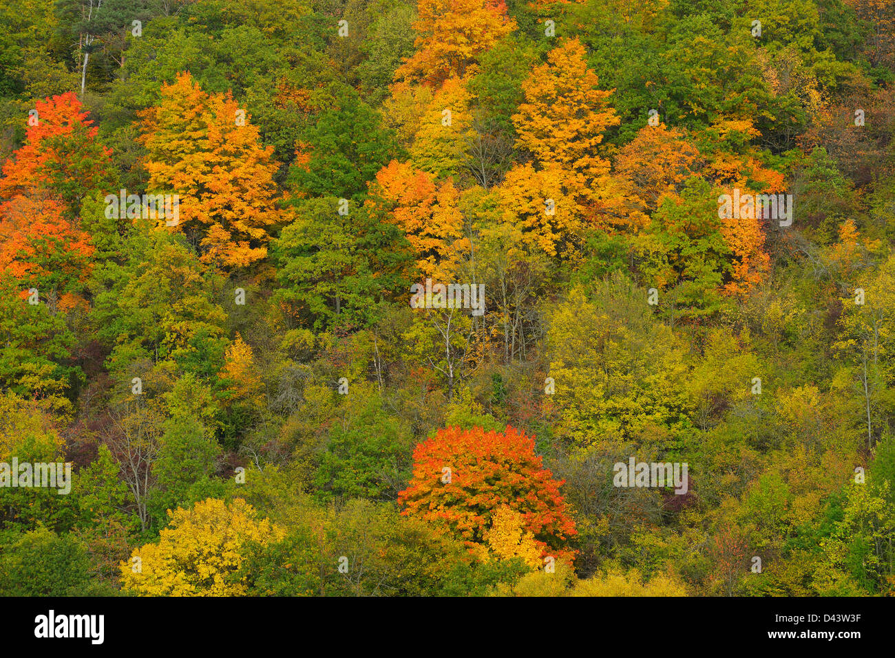 Alberi in autunno, Wertheim, Baden-Wuerttemberg, Germania Foto Stock