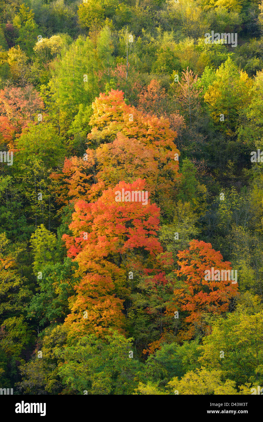 Alberi in autunno, Wertheim, Baden-Wuerttemberg, Germania Foto Stock