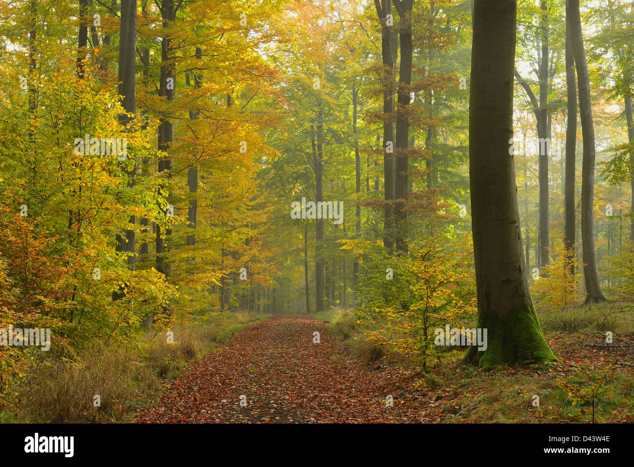 Percorso attraverso il bosco di faggio in autunno, Spessart, Baviera, Germania Foto Stock
