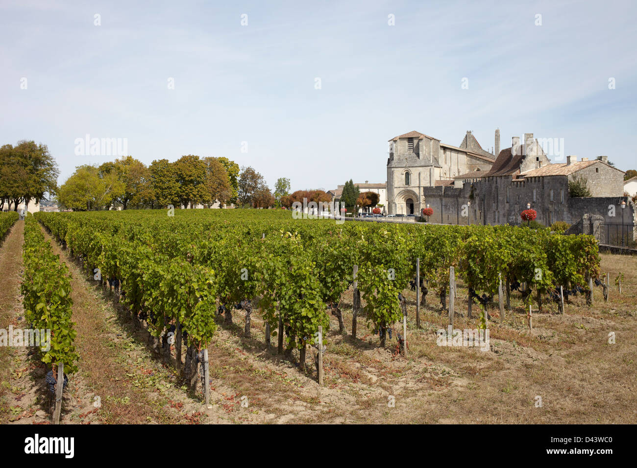 Vigneto, Saint Emilion, Regione di Bordeaux, Gironde, Aquitaine, Francia Foto Stock